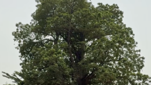 Kinshasa_Activists_Fight_to_Save_Historic_Baobab_Tree_in_City_Center video poster