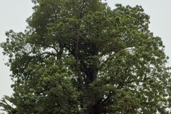Kinshasa_Activists_Fight_to_Save_Historic_Baobab_Tree_in_City_Center video poster