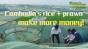 Cambodia’s Rice-Prawn Farming Model Boosts Income and Sustainability video poster