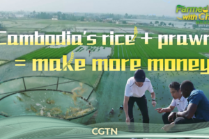 Cambodia’s Rice-Prawn Farming Model Boosts Income and Sustainability video poster