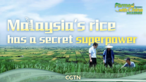 Malaysia_Boosts_Rice_Yields_with_Chinese_Ratoon_Tech_in_2026 video poster