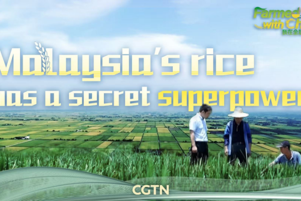 Malaysia_Boosts_Rice_Yields_with_Chinese_Ratoon_Tech_in_2026 video poster