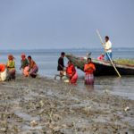 Mangrove_Restoration_Gains_Momentum_in_Sundarbans_Amid_Climate_Threats