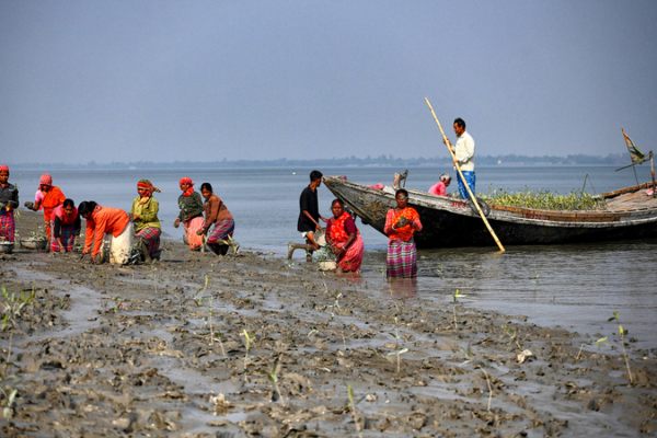 Mangrove_Restoration_Gains_Momentum_in_Sundarbans_Amid_Climate_Threats