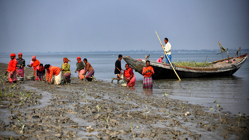 Mangrove_Restoration_Gains_Momentum_in_Sundarbans_Amid_Climate_Threats - Khabar Asia Mangrove_Restoration_Gains_Momentum_in_Sundarbans_Amid_Climate_Threats