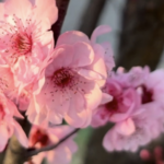 Mianyang_s_Spring_Blossoms_Draw_Crowds_to_Xishan_Park video poster