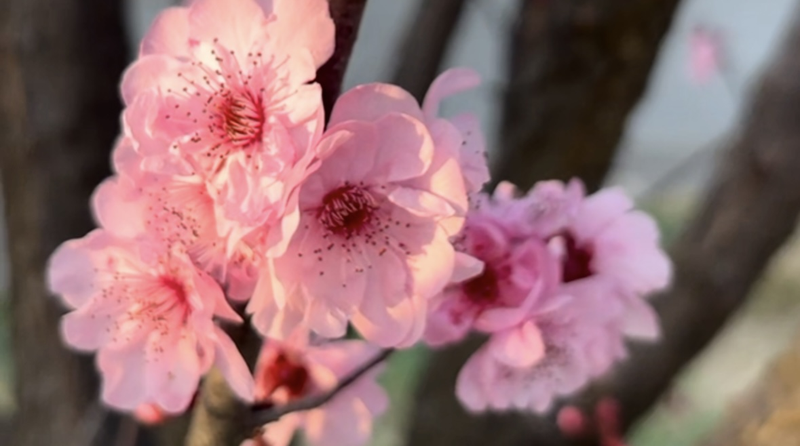 Mianyang_s_Spring_Blossoms_Draw_Crowds_to_Xishan_Park_poster - Khabar Asia Mianyang_s_Spring_Blossoms_Draw_Crowds_to_Xishan_Park video poster