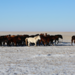 Mongolian_Horses__Ancient_Steeds_Shaping_History_and_Culture