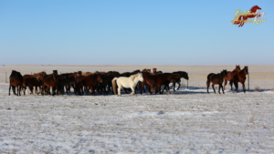 Mongolian_Horses__Ancient_Steeds_Shaping_History_and_Culture