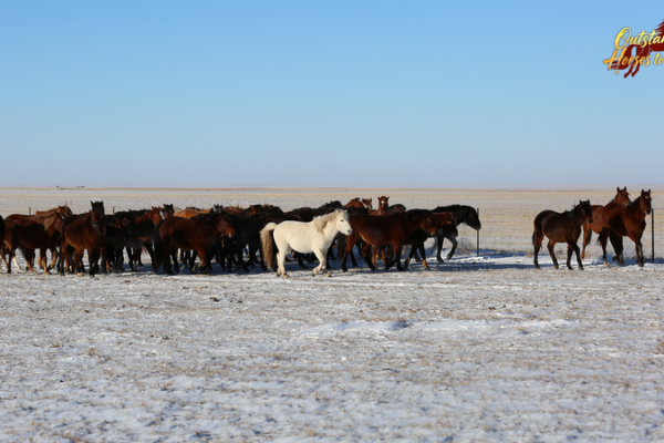 Mongolian_Horses__Ancient_Steeds_Shaping_History_and_Culture