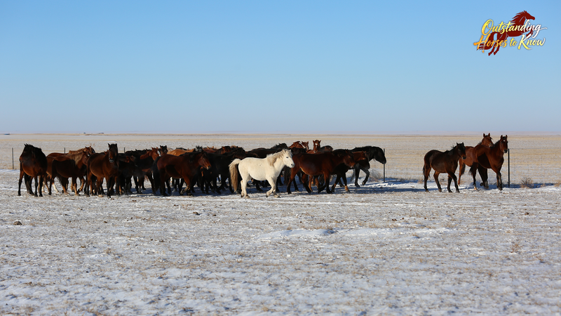 Mongolian_Horses__Ancient_Steeds_Shaping_History_and_Culture