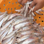 P5P3BVR7DF22RWKFCKKW - Khabar Asia Sambaza Fish: Lake Kivu’s Lifeline Sustains Communities Amid Challenges video poster