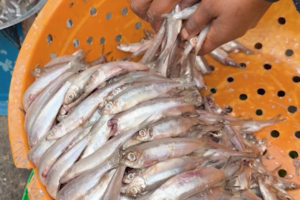 Sambaza Fish: Lake Kivu’s Lifeline Sustains Communities Amid Challenges video poster