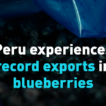 Peru_s_Blueberry_Exports_Hit_Record_High_as_China_Expands_Agricultural_Imports video poster
