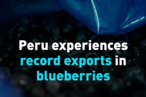 Peru_s_Blueberry_Exports_Hit_Record_High_as_China_Expands_Agricultural_Imports video poster