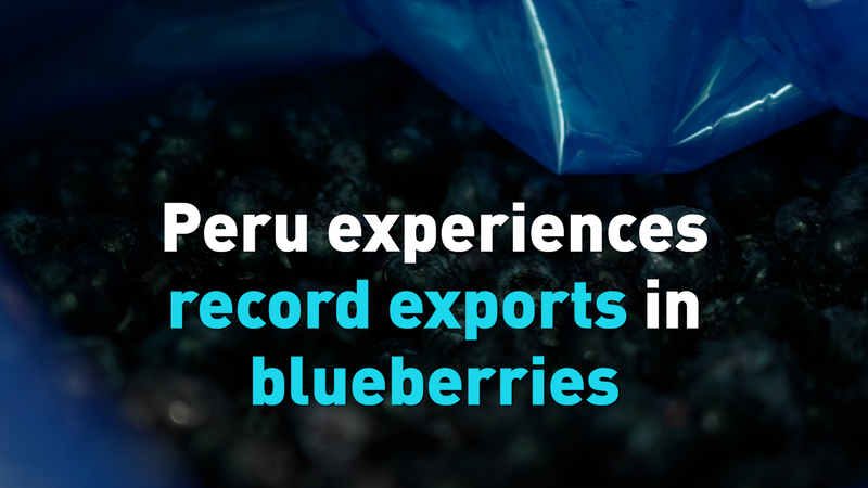 Peru_s_Blueberry_Exports_Hit_Record_High_as_China_Expands_Agricultural_Imports_poster - Khabar Asia Peru_s_Blueberry_Exports_Hit_Record_High_as_China_Expands_Agricultural_Imports video poster