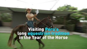 Peru_s_Paso_Horses_Gallop_into_2026_s_Year_of_the_Horse video poster