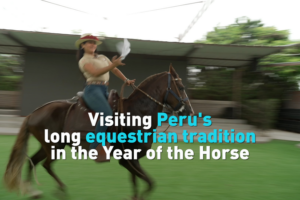 Peru_s_Paso_Horses_Gallop_into_2026_s_Year_of_the_Horse video poster