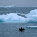 Poll__70__of_Americans_Oppose_U_S__Bid_for_Greenland_Control