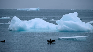 Poll__70__of_Americans_Oppose_U_S__Bid_for_Greenland_Control