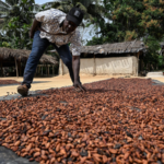 Brazil Halts Cocoa Imports from Côte d'Ivoire Over Pest Risks