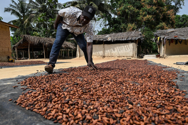 Brazil Halts Cocoa Imports from Côte d'Ivoire Over Pest Risks