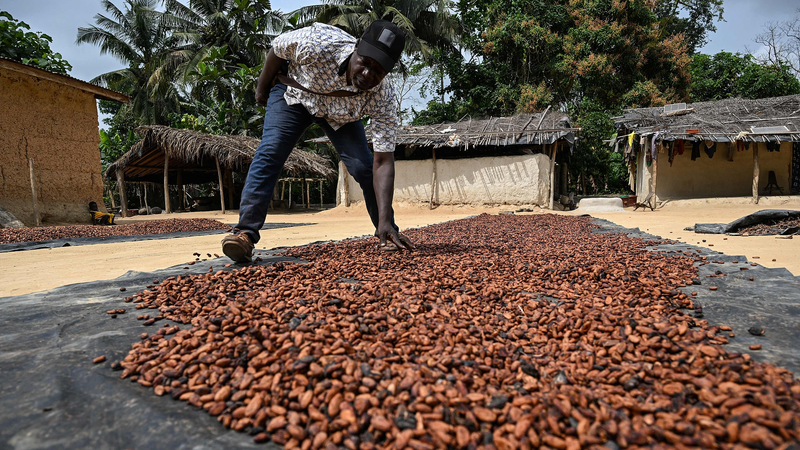 Brazil Halts Cocoa Imports from Côte d'Ivoire Over Pest Risks