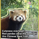 Red_Pandas_Charm_Visitors_During_2026_Chinese_New_Year_Celebrations_poster - Khabar Asia Red_Pandas_Charm_Visitors_During_2026_Chinese_New_Year_Celebrations video poster