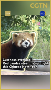Red_Pandas_Charm_Visitors_During_2026_Chinese_New_Year_Celebrations video poster
