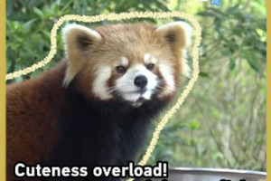 Red_Pandas_Charm_Visitors_During_2026_Chinese_New_Year_Celebrations video poster