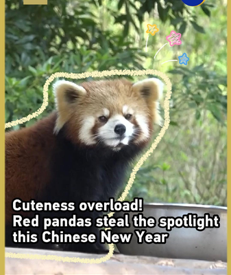 Red_Pandas_Charm_Visitors_During_2026_Chinese_New_Year_Celebrations video poster