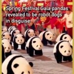 Robot_Dogs_Disguised_as_Pandas_Dazzle_at_2026_Spring_Festival_Gala_poster - Khabar Asia Robot_Dogs_Disguised_as_Pandas_Dazzle_at_2026_Spring_Festival_Gala video poster