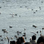 Shenzhen_Bay_Welcomes_Winter_Migratory_Birds_Amid_Urban_Skyline