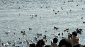 Shenzhen_Bay_Welcomes_Winter_Migratory_Birds_Amid_Urban_Skyline