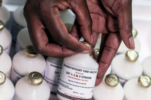 South_Africa_Launches_First_Local_Foot_and_Mouth_Vaccine_in_Two_Decades