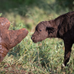 South_Africa_Sees_16__Drop_in_Rhino_Poaching_in_2025