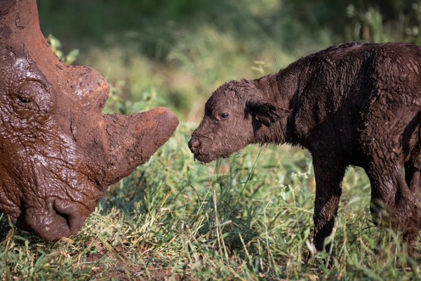 South_Africa_Sees_16__Drop_in_Rhino_Poaching_in_2025