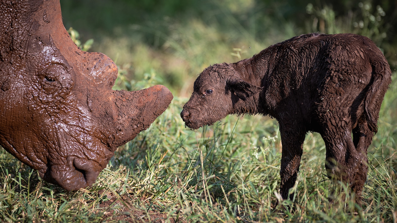 South_Africa_Sees_16__Drop_in_Rhino_Poaching_in_2025