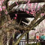 Southern_China_Celebrates_Lunar_New_Year_with_Festive_Outings - Khabar Asia Southern_China_Celebrates_Lunar_New_Year_with_Festive_Outings