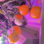 Space_Grown_Tomatoes_Bloom_on_Tiangong_for_2026_Spring_Festival