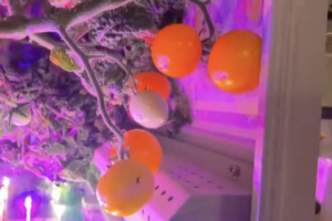 Space_Grown_Tomatoes_Bloom_on_Tiangong_for_2026_Spring_Festival