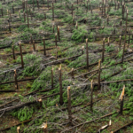Successive_Storms_Claim_11_Lives_in_Portugal__Highlight_Climate_Risks