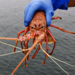 Tasmanian_Salmon_Farms_Linked_to_Antibiotic_Traces_in_Distant_Marine_Life - Khabar Asia Tasmanian_Salmon_Farms_Linked_to_Antibiotic_Traces_in_Distant_Marine_Life