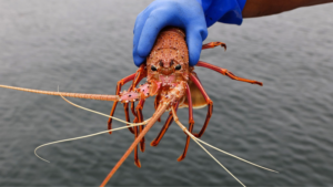 Tasmanian_Salmon_Farms_Linked_to_Antibiotic_Traces_in_Distant_Marine_Life