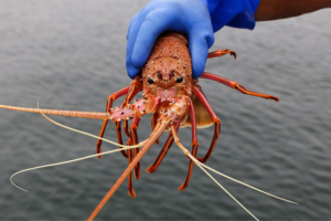 Tasmanian_Salmon_Farms_Linked_to_Antibiotic_Traces_in_Distant_Marine_Life