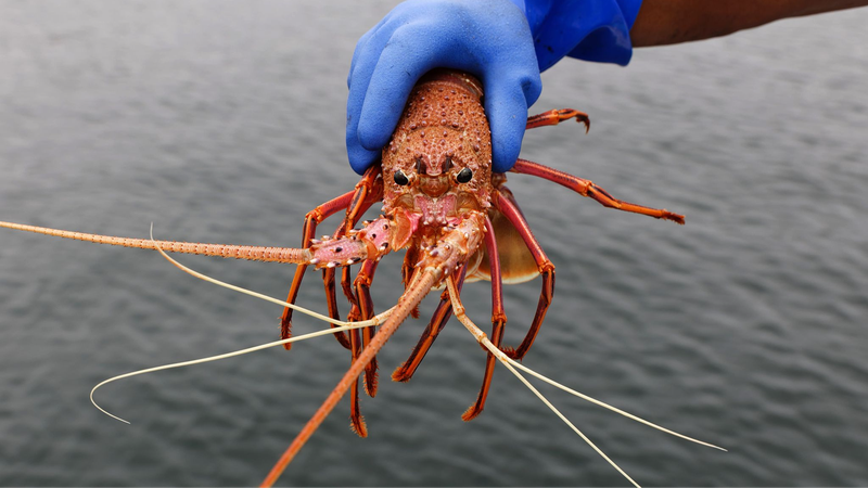 Tasmanian_Salmon_Farms_Linked_to_Antibiotic_Traces_in_Distant_Marine_Life