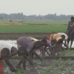 Uganda_s_Homegrown_Aromatic_Rice_Set_to_Transform_Regional_Markets video poster