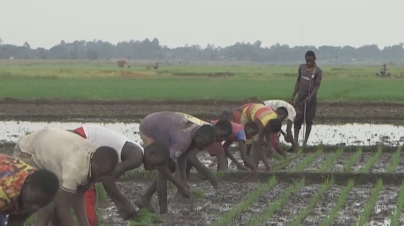 Uganda_s_Homegrown_Aromatic_Rice_Set_to_Transform_Regional_Markets_poster - Khabar Asia Uganda_s_Homegrown_Aromatic_Rice_Set_to_Transform_Regional_Markets video poster