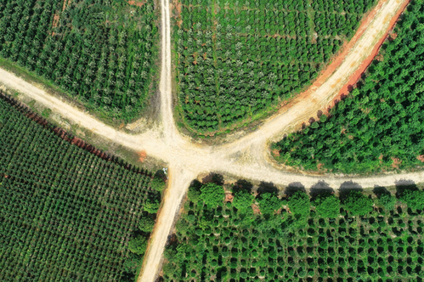 China’s Forest Food Boom Fuels Rural Growth in 2026