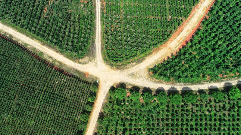 VCYX547TYHUUZGHFBUNX - Khabar Asia China’s Forest Food Boom Fuels Rural Growth in 2026